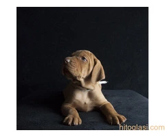 ŠTENCI Mađarska Vižla - 5