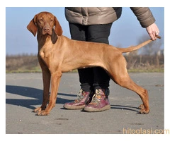 ŠTENCI Mađarska Vižla - 6