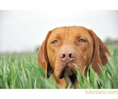 ŠTENCI Mađarska Vižla - 7