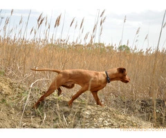ŠTENCI Mađarska Vižla - 8