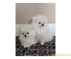 Pomeranci, prelepi štenci