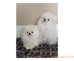 Pomeranci, prelepi štenci - 2