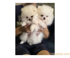 Pomeranci, prelepi štenci - 3