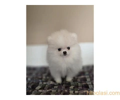 Pomeranci, prelepi štenci - 4