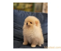 Pomeranci, prelepi štenci - 5