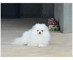 Pomeranci, prelepi štenci - 6