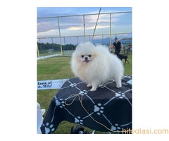 Pomeranci, prelepi štenci - 7