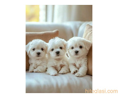 Prekrasni Maltezer Štenci Dostupni