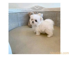 Prekrasni Maltezer Štenci Dostupni - 2