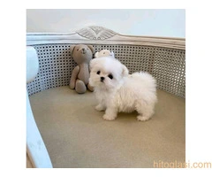 Prekrasni Maltezer Štenci Dostupni - 4