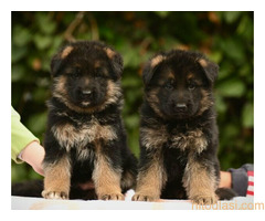 Nemački ovčar - prodaja štenaca