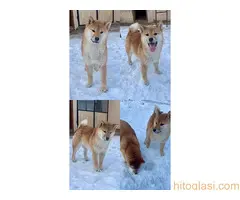 Shiba inu štenci od vrhunskih roditelja