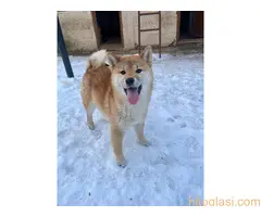 Shiba inu štenci od vrhunskih roditelja - 2