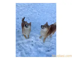 Shiba inu štenci od vrhunskih roditelja - 3