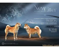 Shiba inu štenci od vrhunskih roditelja - 4