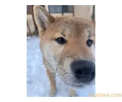 Shiba inu štenci od vrhunskih roditelja - 5