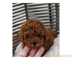 Registrovana odgajivacnica Hopy queen poodle