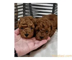 Registrovana odgajivacnica Hopy queen poodle - 2