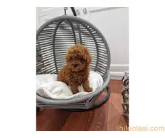 Registrovana odgajivacnica Hopy queen poodle - 3