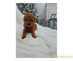 Registrovana odgajivacnica Hopy queen poodle - 5