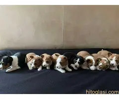 Basenji (Basendži) štenci crveno-beli i trobojni