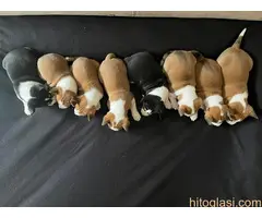 Basenji (Basendži) štenci crveno-beli i trobojni - 2