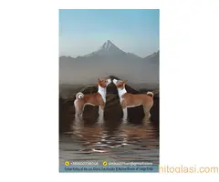 Basenji (Basendži) štenci crveno-beli i trobojni - 3