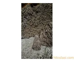 Isečena Loza 1 KLASE za Kalemljenje