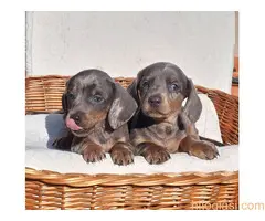 Jazavičari dugodlaki i kratkodlaki - 2