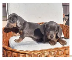 Jazavičari dugodlaki i kratkodlaki - 3