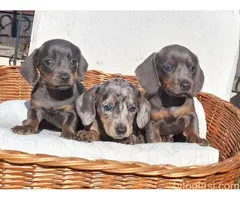 Jazavičari dugodlaki i kratkodlaki - 4