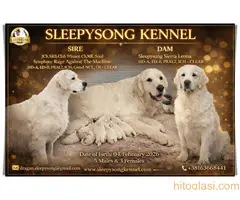 ŠTENCI Zlatni Retriver