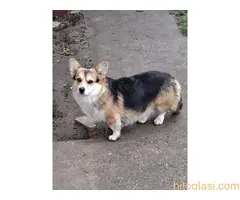 Velški Korgi Pembrok