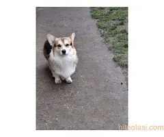 Velški Korgi Pembrok - 2