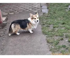 Velški Korgi Pembrok - 3