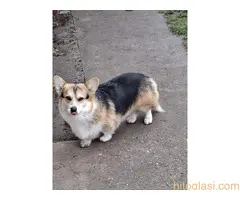 Velški Korgi Pembrok - 4