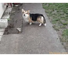 Velški Korgi Pembrok - 5