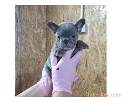 Sivi plavi francuski buldog