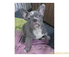 Sivi plavi francuski buldog - 2