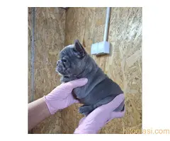 Sivi plavi francuski buldog - 5