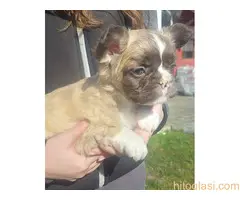 Francuski buldog štenci dugodlaki