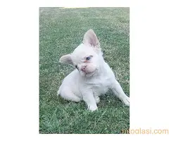 Francuski buldog štenci dugodlaki - 3