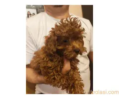 Crvene toy pudle - 3