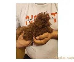 Crvene toy pudle - 4