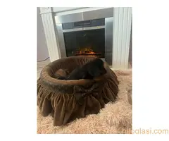 Dugodlaki patuljasti jazavičari