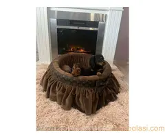 Dugodlaki patuljasti jazavičari - 2