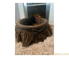 Dugodlaki patuljasti jazavičari - 3