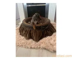 Dugodlaki patuljasti jazavičari - 4