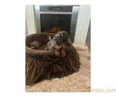 Dugodlaki patuljasti jazavičari - 6