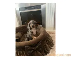 Dugodlaki patuljasti jazavičari - 7